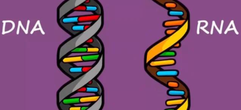 GS-441524 Cost | Shaanxi BLOOM Tech Co., Ltd GS-441524 Cost | Shaanxi BLOOM Tech Co., Ltd