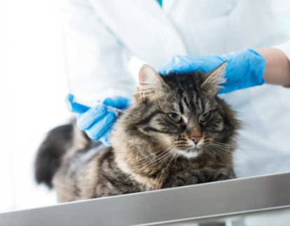 GS-441524 500mcg | Shaanxi BLOOM Tech Co., Ltd GS-441524 500mcg | Shaanxi BLOOM Tech Co., Ltd